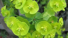 Flowers nature multicolor