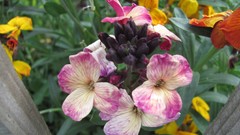 Flowers nature multicolor