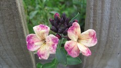 Flowers nature multicolor