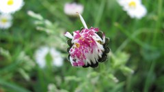 Flowers nature multicolor