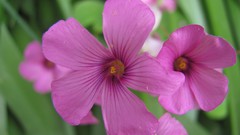 Flowers nature multicolor