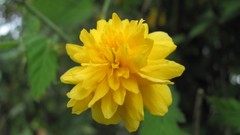 Flowers nature multicolor