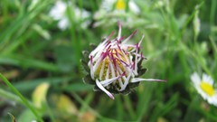 Flowers nature multicolor