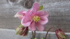 Flowers nature multicolor