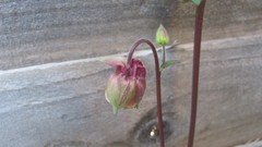 Flowers nature multicolor