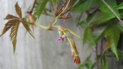 Flowers nature multicolor