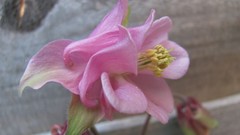 Flowers nature multicolor