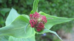 Flowers nature multicolor