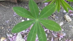 Flowers nature multicolor