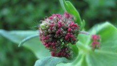 Flowers nature multicolor