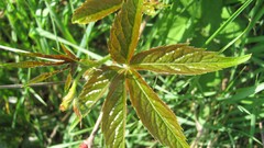 Flowers nature multicolor