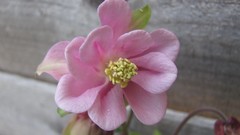 Flowers nature multicolor