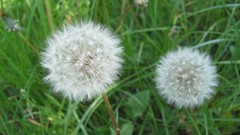 Flowers nature multicolor