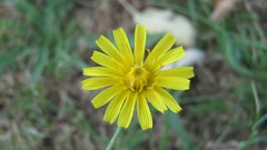 Flowers nature multicolor