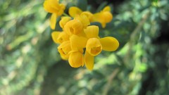 Flowers nature multicolor