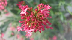 Flowers nature multicolor