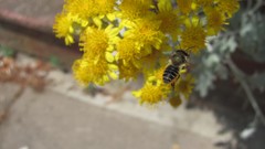Flowers nature multicolor