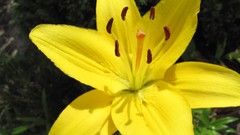 Flowers nature multicolor