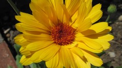 Flowers nature multicolor