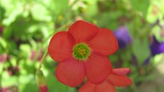 Flowers nature multicolor