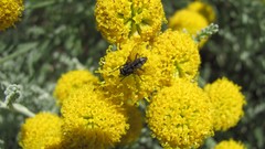 Flowers nature multicolor