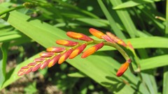 Flowers nature multicolor