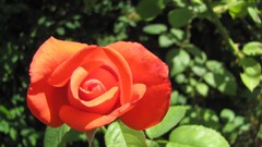 Flowers nature multicolor