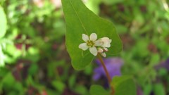 Flowers nature multicolor