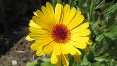 Flowers nature multicolor