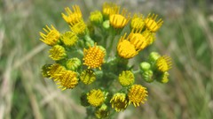 Flowers nature multicolor