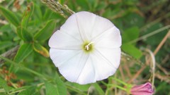 Flowers nature multicolor