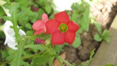 Flowers nature multicolor