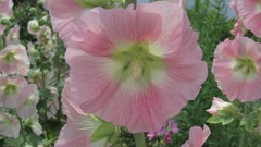 Flowers nature multicolor