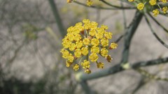 Flowers nature multicolor
