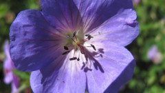 Flowers nature multicolor