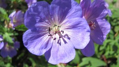 Flowers nature multicolor