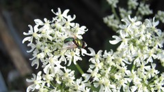 Flowers nature multicolor