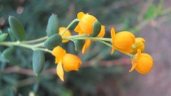 Flowers nature multicolor