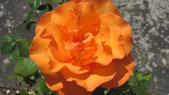 Flowers nature multicolor