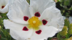 Flowers nature multicolor