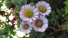 Flowers nature multicolor