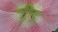 Flowers nature multicolor