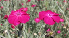 Flowers nature multicolor