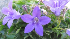 Flowers nature multicolor