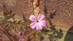 Flowers nature multicolor