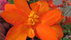 Flowers nature multicolor