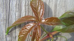 Flowers nature multicolor