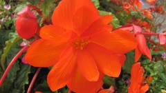 Flowers nature multicolor