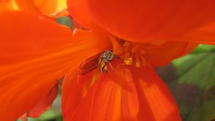 Flowers nature multicolor