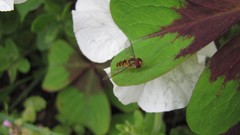 Flowers nature multicolor